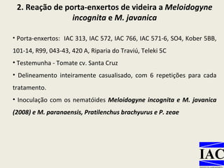 2. Reação de porta-enxertos de videira a  Meloidogyne incognita  e  M. javanica Porta-enxertos:  IAC 313, IAC 572, IAC 766, IAC 571-6, SO4, Kober 5BB, 101-14, R99, 043-43, 420 A, Riparia do Traviú, Teleki 5C Testemunha - Tomate cv. Santa Cruz Delineamento inteiramente casualisado, com 6 repetições para cada tratamento.  Inoculação com os nematóides  Meloidogyne incognita e M. javanica (2008) e M. paranaensis, Pratilenchus brachyurus e P. zeae  
