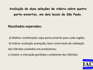 Avaliação de duas seleções de videira sobre quatro porta-enxertos, em dois locais de São Paulo. Resultados esperados: a) Melhor combinação copa-porta enxerto para cada região; b) Indicar avaliação avançada, bem como teste de validação dos híbridos avaliados em produtores;  c) Avaliar a interação genótipo x ambiente dos híbridos. 