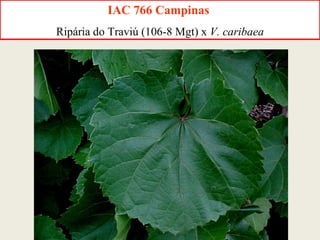 IAC 766 Campinas  Ripária do Traviú (106-8 Mgt) x  V. caribaea 