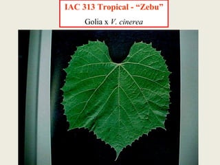 IAC 313 Tropical - “Zebu” Golia x   V. cinerea 