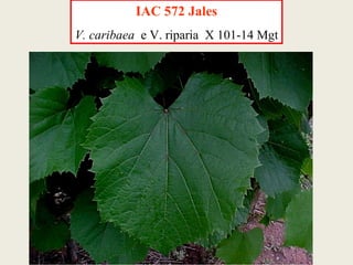 IAC 572 Jales V. caribaea   e V. riparia  X 101-14 Mgt 