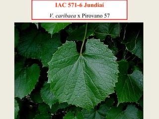 IAC 571-6 Jundiaí V. caribaea  x Pirovano 57 