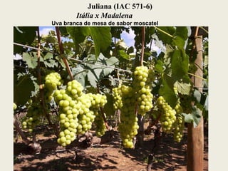 Juliana (IAC 571-6)  Itália x Madalena Uva branca de mesa de sabor moscatel 