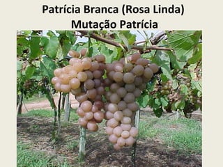 Patrícia Branca (Rosa Linda)  Mutação Patrícia 