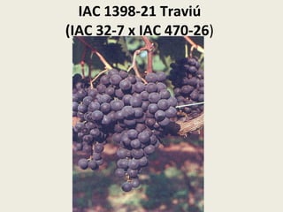 IAC 1398-21 Traviú (IAC 32-7 x IAC 470-26 ) 