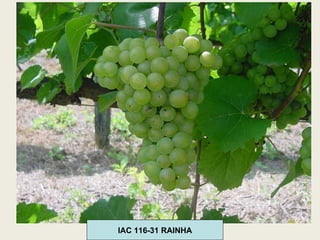 IAC 116-31 RAINHA 
