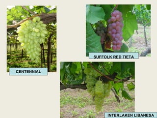 CENTENNIAL SUFFOLK RED TIETA INTERLAKEN LIBANESA 