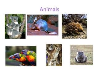Animals 