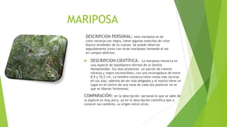 MARIPOSA
DESCRIPCION PERSONAL:

esta mariposa es de
color naranja con negro, tiene algunas manchas de color
blanco alrededor de su cuerpo. Se puede observar
seguidamente junto con otras mariposas tomando el sol
en campos abiertos.



DESCRIPCION CIENTÍFICA:

La mariposa monarca es
una especie de lepidóptero ditrisio de la familia
Nymphalidae. Sus alas presentan un patrón de colores
naranja y negro reconocibles, con una envergadura de entre
8,9 y 10,2 cm. La hembra monarca tiene venas más oscuras
en sus alas, además de ser más delgadas y el macho tiene un
lugar en el centro de una vena de cada ala posterior en el
que se liberan feromonas.

COMPARACIÓN: en la descripción

personal lo que se sabe de
la especie es muy poco, ya en la descripción científica dan a
conocer sus nombres, su origen entre otras.

 