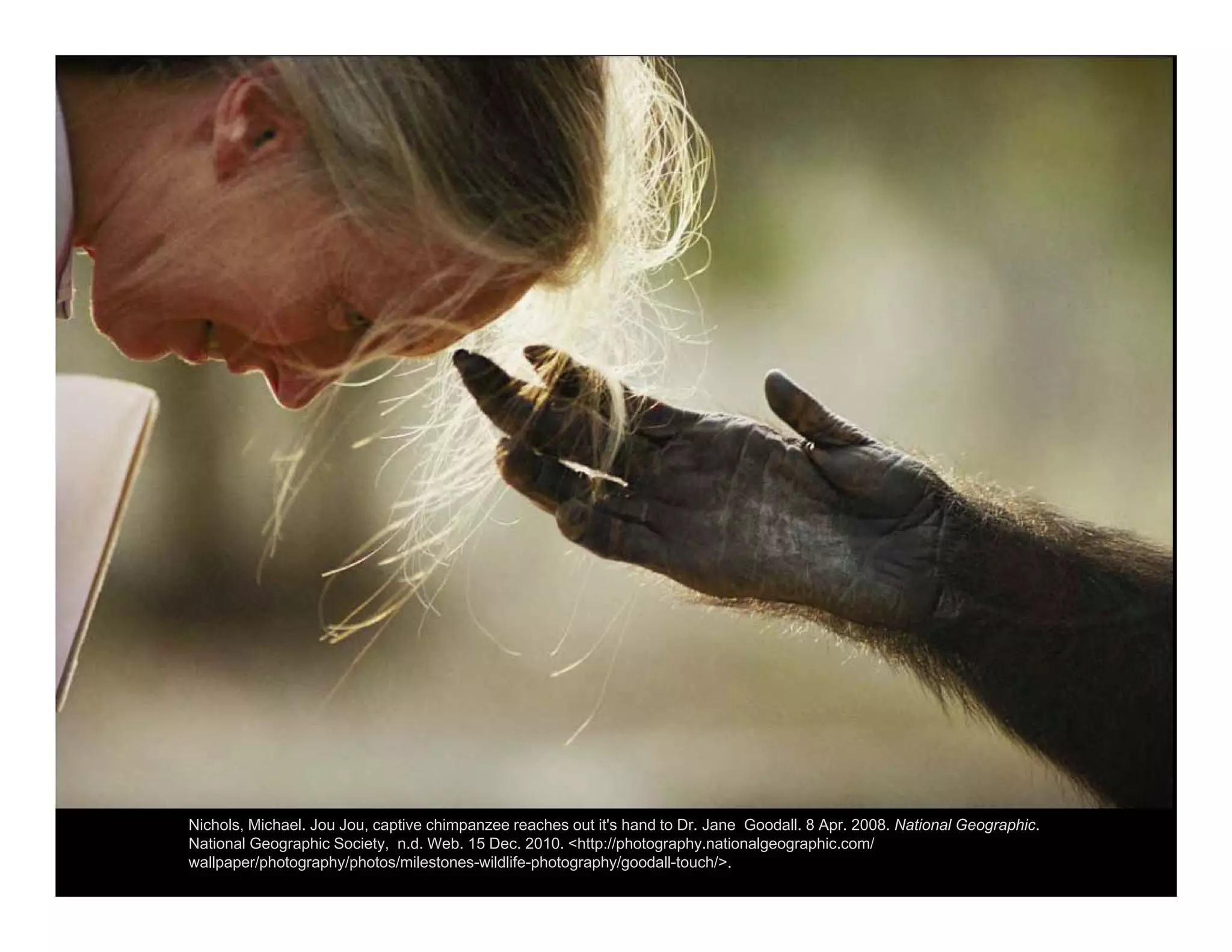 Nichols, Michael. Jou Jou, captive chimpanzee reaches out it's hand to Dr. Jane Goodall. 8 Apr. 2008. National Geographic.
National Geographic Society, n.d. Web. 15 Dec. 2010. <http://photography.nationalgeographic.com/
wallpaper/photography/photos/milestones-wildlife-photography/goodall-touch/>.
 