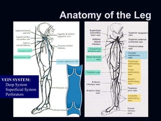 Anatomy of the Leg VEIN SYSTEM: Deep System Superficial System Perforators 