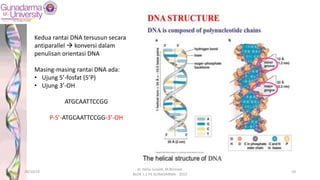 Kedua rantai DNA tersusun secara
antiparallel à konversi dalam
penulisan orientasi DNA
Masing-masing rantai DNA ada:
• Ujung 5’-fosfat (5’P)
• Ujung 3’-OH
ATGCAATTCCGG
P-5’-ATGCAATTCCGG-3’-OH
28/10/19
dr. Helsy Junaidi, M.Biomed.
BLOK 1.2 FK GUNADARMA - 2019
10
 
