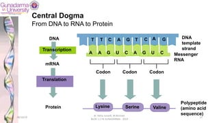 Central Dogma
From DNA to RNA to Protein
T T C A G T C A G DNA
template
strand
Transcription
Codon Codon Codon
Translation
DNA
mRNA
A A G U C A G U C Messenger
RNA
Protein Lysine Serine Valine
Polypeptide
(amino acid
sequence)
28/10/19
dr. Helsy Junaidi, M.Biomed.
BLOK 1.2 FK GUNADARMA - 2019
15
 