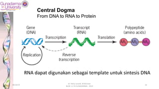 Central Dogma
From DNA to RNA to Protein
RNA dapat digunakan sebagai template untuk sintesis DNA
28/10/19
dr. Helsy Junaidi, M.Biomed.
BLOK 1.2 FK GUNADARMA - 2019
16
 