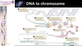 28/10/19
dr. Helsy Junaidi, M.Biomed.
BLOK 1.2 FK GUNADARMA - 2019
17
 