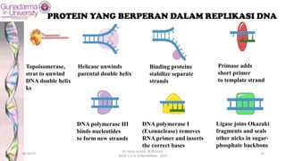 PROTEIN YANG BERPERAN DALAM REPLIKASI DNA
Helicase unwinds
parental double helix
Binding proteins
stabilize separate
strands
DNA polymerase III
binds nucleotides
to form new strands
Ligase joins Okazaki
fragments and seals
other nicks in sugar-
phosphate backbone
Primase adds
short primer
to template strand
DNA polymerase I
(Exonuclease) removes
RNA primer and inserts
the correct bases
Topoisomerase,
strat to unwind
DNA double helix
ks
28/10/19
dr. Helsy Junaidi, M.Biomed.
BLOK 1.2 FK GUNADARMA - 2019
19
 