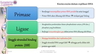 • Berrfungsi menempelkan primer RNA pendek ke untai tunggal.
• Primer RNA akan dibuang oleh RNase à terdapat gap/ bolong
Primase
• Mengkatalisis pembentukan ikatan phosphodiester antara 3’OH dan 5’
phosphate yang berdekatan.
• Berfungsi menyambungkan gap akibat primer RNA dibuang oleh RNase
Ligase
• Menjaga kestabilan dari replication fork
• Singgle stranded DNA sangat labil à sehingga perlu diikat oleh
protein agar stabil.
Singgle stranded binding
protein (SSB)
Enzim-enzim dalam replikasi DNA
28/10/19
dr. Helsy Junaidi, M.Biomed.
BLOK 1.2 FK GUNADARMA - 2019
22
 