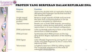 PROTEIN YANG BERPERAN DALAM REPLIKASI DNA
28/10/19
dr. Helsy Junaidi, M.Biomed.
BLOK 1.2 FK GUNADARMA - 2019
24
 
