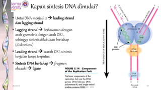 • Untai DNA menjadi 2 à leading strand
dan lagging strand
• Lagging strand à berlawanan dengan
arah geometris dengan arah ORI ,
sehingga sintesis dilakukan bertahap
(diskontinu)
• Leading strand à searah ORI, sintesis
berjalan tanpa terputus.
• Sintesis DNA bertahap à fragmen
okazaki à ligase
Kapan sintesis DNA dimulai?
28/10/19
dr. Helsy Junaidi, M.Biomed.
BLOK 1.2 FK GUNADARMA - 2019
29
 