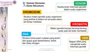 GENOM
Keseluruhan informasi genetik
dalam suatu organisme
KROMOSOM
Struktur materi genetik suatu organisme
yang terlihat di dalam inti sel pada siklus
sel tahap metafase
KROMATIN
Materi genetik berupa benang-benang
pada saat sel tidak membelah
DNA
Struktur kimia asam nukleat yang terdiri
dari gugus gula deoksiribosa, fosfat,
dan basa nitrogen
Bagian DNA yang
mengkode suatu
informasi genetik
Human Genome:
Gene Structure
GEN
28/10/19
dr. Helsy Junaidi, M.Biomed.
BLOK 1.2 FK GUNADARMA - 2019
3
 