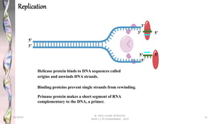 Helicase protein binds to DNA sequences called
origins and unwinds DNA strands.
Binding proteins prevent single strands from rewinding.
5’
3’
5’
3’
Primase protein makes a short segment of RNA
complementary to the DNA, a primer.
3’
5’
5’
3’
Replication
28/10/19
dr. Helsy Junaidi, M.Biomed.
BLOK 1.2 FK GUNADARMA - 2019
31
 