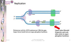 Polymerase activity of DNA polymerase I fills the gaps.
Ligase forms bonds between sugar-phosphate backbone.
3’
5’
3’
5’ 3’
5’
3’
3’
5’
Replication
Ligase joins Okazaki
fragments and seals
other nicks in sugar-
phosphate backbone
28/10/19
dr. Helsy Junaidi, M.Biomed.
BLOK 1.2 FK GUNADARMA - 2019
39
 