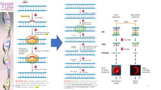 28/10/19
dr. Helsy Junaidi, M.Biomed.
BLOK 1.2 FK GUNADARMA - 2019
43
 