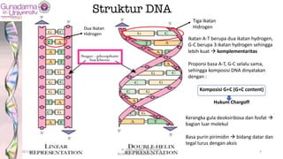 Dua Ikatan
Hidrogen
Tiga Ikatan
Hidrogen
Ikatan A-T berupa dua ikatan hydrogen,
G-C berupa 3 ikatan hydrogen sehingga
lebih kuat à komplementaritas
Proporsi basa A-T, G-C selalu sama,
sehingga komposisi DNA dinyatakan
dengan :
Komposisi G+C (G+C content)
Hukum Chargoff
Kerangka gula deoksiribosa dan fosfat à
bagian luar molekul
Basa purin pirimidin à bidang datar dan
tegal lurus dengan aksis
Struktur DNA
28/10/19
dr. Helsy Junaidi, M.Biomed.
BLOK 1.2 FK GUNADARMA - 2019
9
 