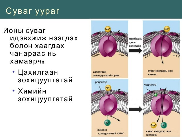 Эмнэлзүйн эм судлалФармакодинамикийн ойлголтууд at emaze Presentation