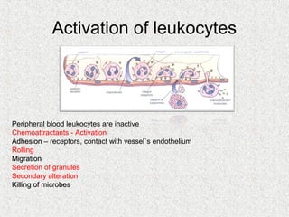 Activation of leukocytes




Peripheral blood leukocytes are inactive
Chemoattractants - Activation
Adhesion – receptors, contact with vessel`s endothelium
Rоlling
Migration
Secretion of granules
Secondary alteration
Killing of microbes
 