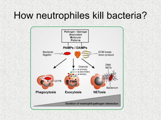 How neutrophiles kill bacteria?
 