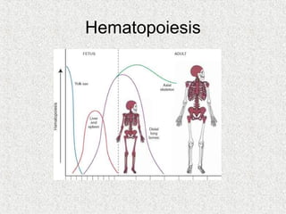 Hematopoiesis
 