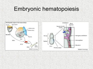 Embryonic hematopoiesis
 