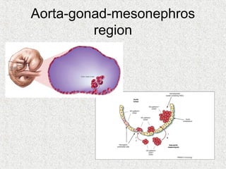 Aorta-gonad-mesonephros
         region
 