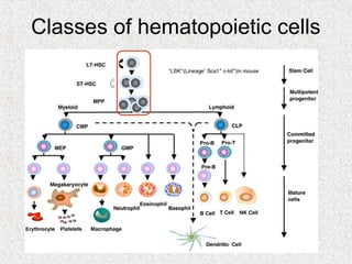 Classes of hematopoietic cells
 