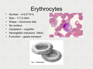 Erythrocytes
•   Number - 4-5,5*1012/L
•   Size – 7-7,5 mkm
•   Shape – biconcave disk
•   No nucleus
•   Cytoplasm – oxyphilic
•   Hemoglobin inclusions (HbA)
•   Funcntion – gases transport
 