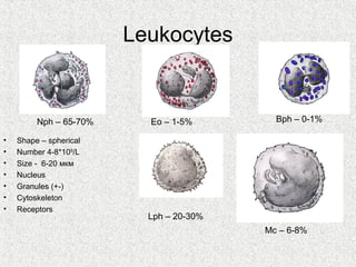 Leukocytes


         Nph – 65-70%     Eo – 1-5%        Bph – 0-1%

•   Shape – spherical
•   Number 4-8*109/L
•   Size - 6-20 мкм
•   Nucleus
•   Granules (+-)
•   Cytoskeleton
•   Receptors
                          Lph – 20-30%
                                         Мc – 6-8%
 