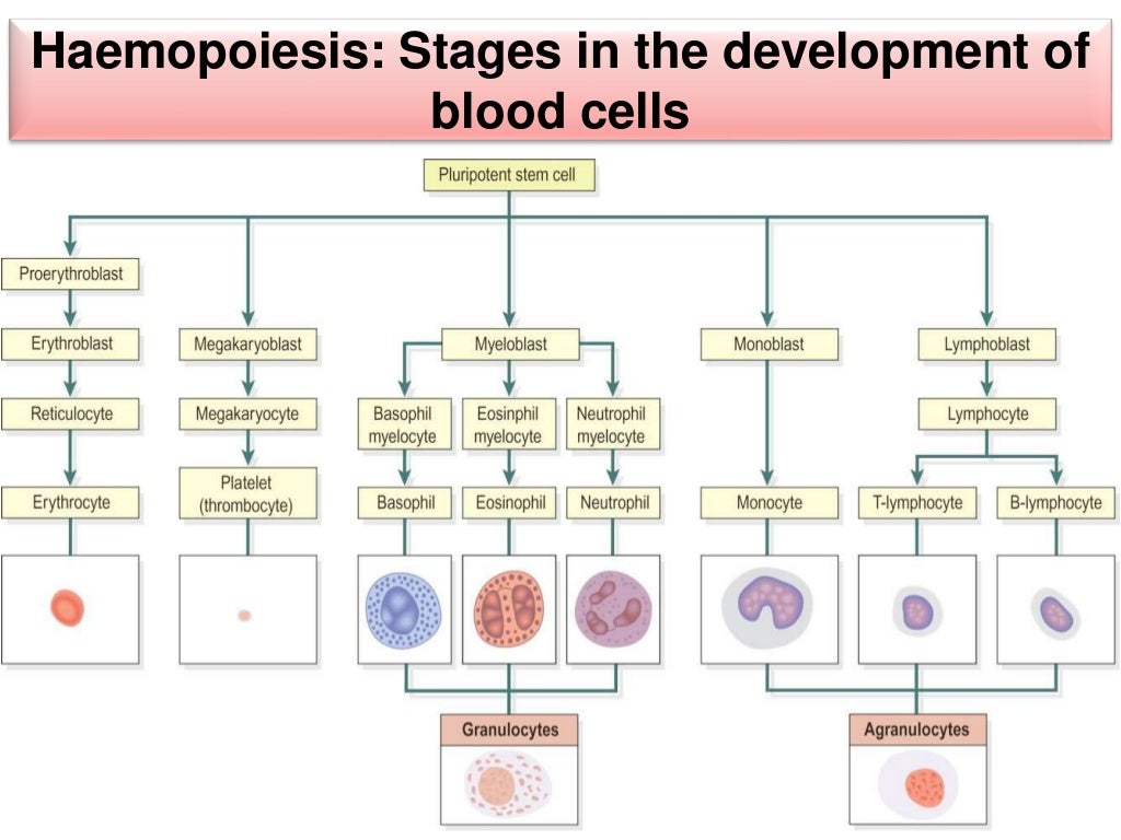 blood-composition-and-function