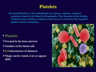 Blood | PPT
