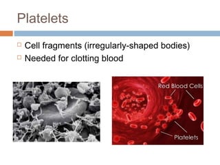 Platelets
 Cell fragments (irregularly-shaped bodies)
 Needed for clotting blood
 