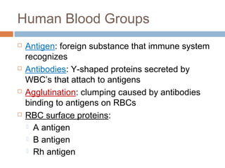 Human Blood Groups
 Antigen: foreign substance that immune system
recognizes
 Antibodies: Y-shaped proteins secreted by
WBC’s that attach to antigens
 Agglutination: clumping caused by antibodies
binding to antigens on RBCs
 RBC surface proteins:
 A antigen
 B antigen
 Rh antigen
 