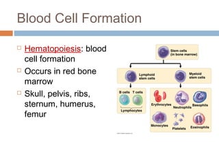 Blood Cell Formation
 Hematopoiesis: blood
cell formation
 Occurs in red bone
marrow
 Skull, pelvis, ribs,
sternum, humerus,
femur
 