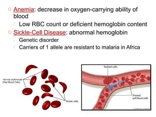  Anemia: decrease in oxygen-carrying ability of
blood
 Low RBC count or deficient hemoglobin content
 Sickle-Cell Disease: abnormal hemoglobin
 Genetic disorder
 Carriers of 1 allele are resistant to malaria in Africa
 
