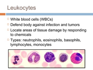 Leukocytes
 White blood cells (WBCs)
 Defend body against infection and tumors
 Locate areas of tissue damage by responding
to chemicals
 Types: neutrophils, eosinophils, basophils,
lymphocytes, monocytes
 