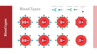 MajorABO
BloodGroup
Bloodtypes
 