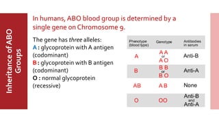 MajorABO
BloodGroup
InheritanceofABO
Groups In humans, ABO blood group is determined by a
single gene on Chromosome 9.
The gene has three alleles:
A: glycoprotein with A antigen
(codominant)
B: glycoprotein with B antigen
(codominant)
O : normal glycoprotein
(recessive)
 