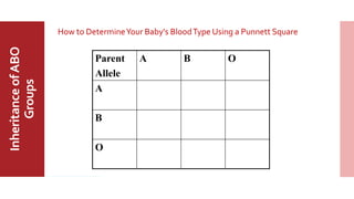 MajorABO
BloodGroup
InheritanceofABO
Groups How to DetermineYour Baby's BloodType Using a Punnett Square
Parent
Allele
A B O
A
B
O
 