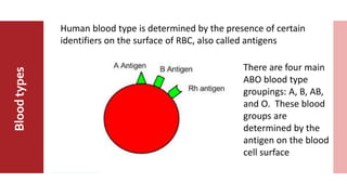 MajorABO
BloodGroup
Bloodtypes
Human blood type is determined by the presence of certain
identifiers on the surface of RBC, also called antigens
There are four main
ABO blood type
groupings: A, B, AB,
and O. These blood
groups are
determined by the
antigen on the blood
cell surface
 