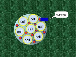 cell
cell
cell
cell
cell
cell
cell
Nutrients
 