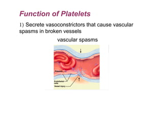 Function of Platelets
1) Secrete vasoconstrictors that cause vascular 
spasms in broken vessels
vascular spasms
 